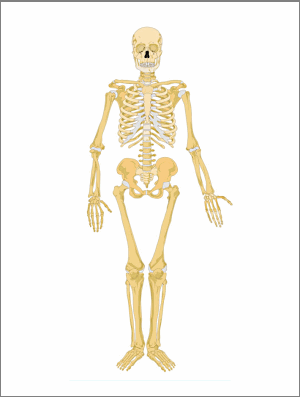 Skeleton
