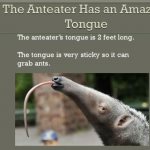 Amazing Animals