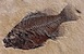 fossils 2nd grade webquest
