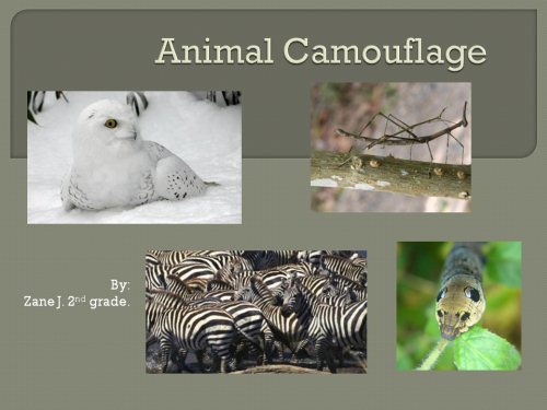 Animal Camouflage Pictures and Information for Kids