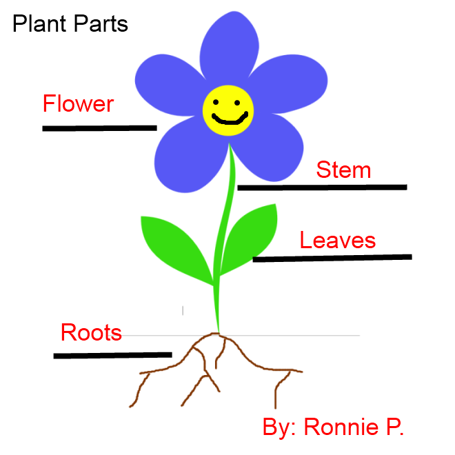 Labeling Flowers, Stems, Leaves, and Roots K5 Computer