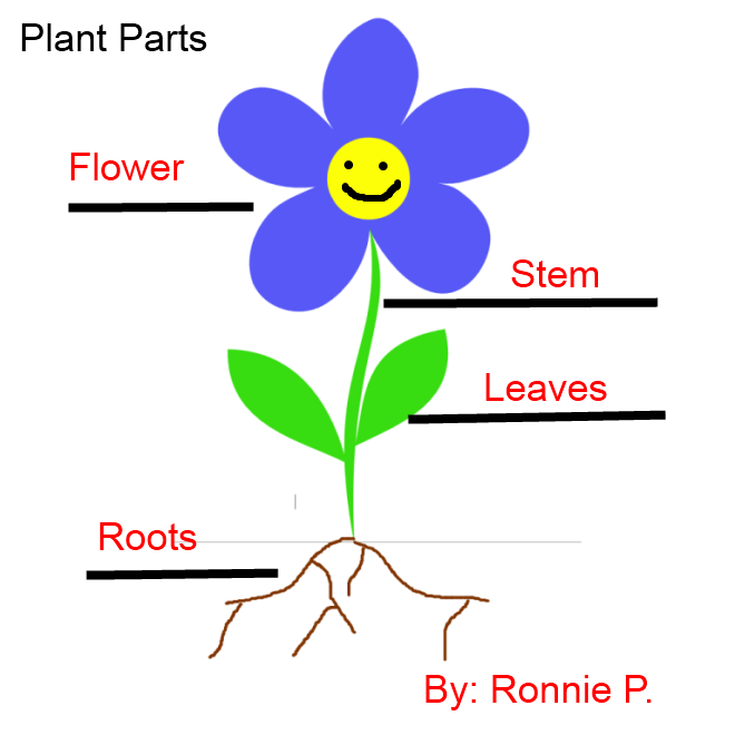 Labeling Flowers, Stems, Leaves, and Roots K5 Computer Lab