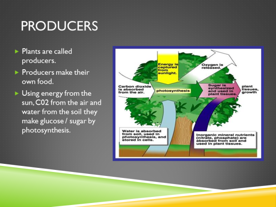 Food Chain Consumers Slide.