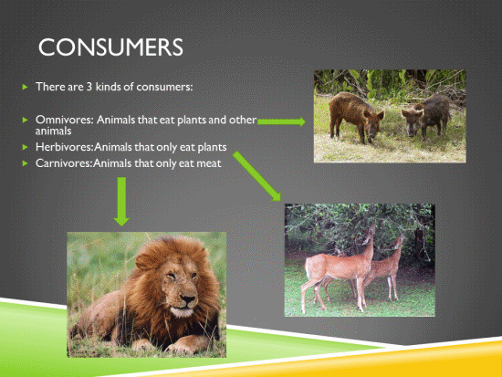 what are 3 types of consumers