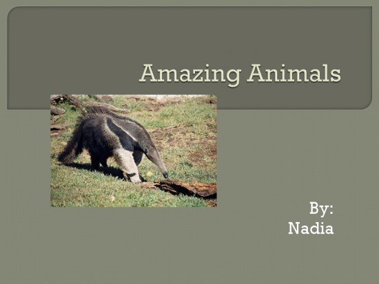 Amazing Animals - SJL Teacher Professional Development
