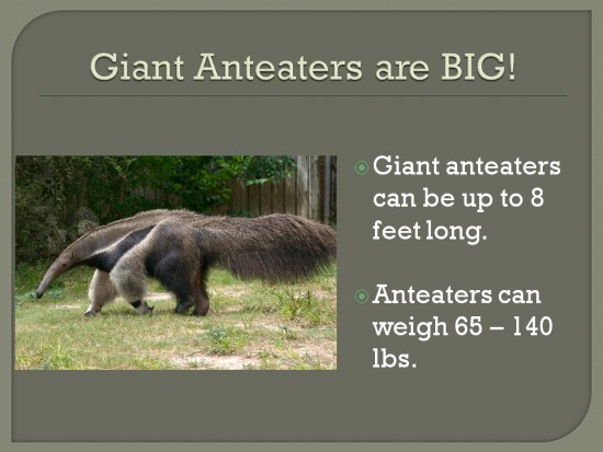 Amazing Animals adaptations