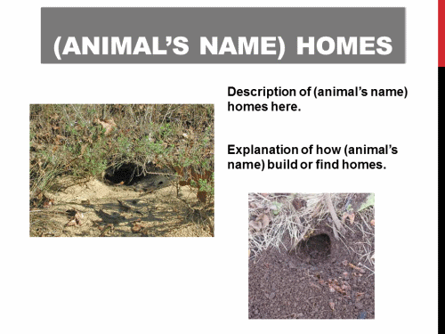 Animal Homes - Student Tech