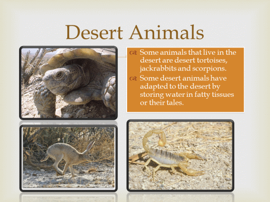 About Desert Animals