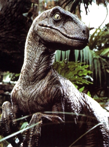 Velociraptor Dinosaur