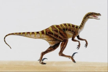 Velociraptor Dinosaur
