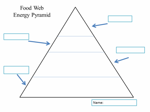 Food Web Energy Pyramid | K-5 Computer Lab Technology Lesson Plans