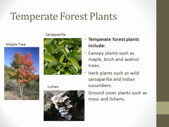 Temperate Deciduous Forest Plants List