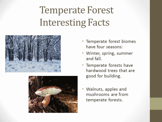 forest-biome-interesting-facts-about-the-forest-biome