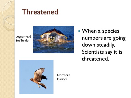 threatened species definition