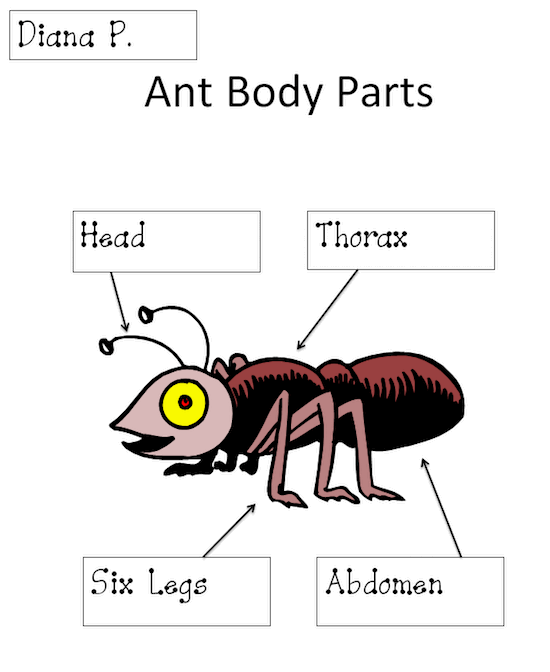 Ant Body Parts Diagram