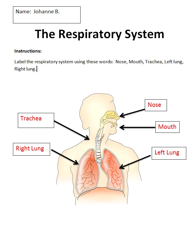 Pics For Respiratory System Worksheet Labeled