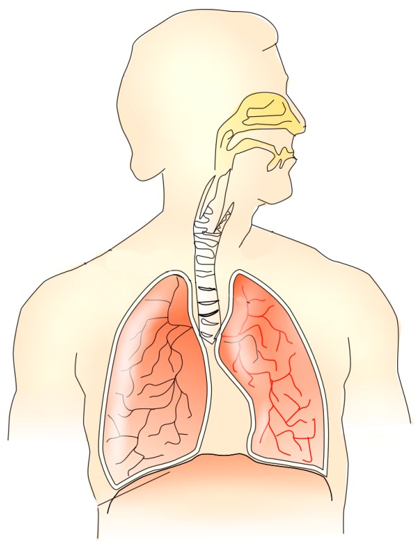gallery-for-blank-respiratory-system-diagram
