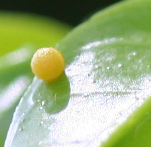 Swallowtail Butterfly Life Cycle on Swallowtail Egg Anne Toal Jpg