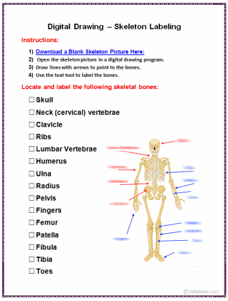 Digital Drawing Skeleton Labeling Instructions