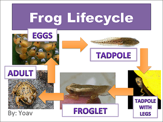 Frog Lifecycle