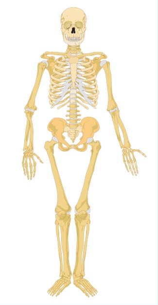 Human Skeleton for Labeling