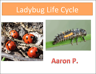 Insect Lifecycle Presentation Finished Example