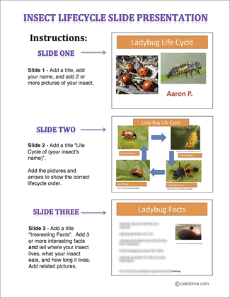 Insect Lifecycle Instructions