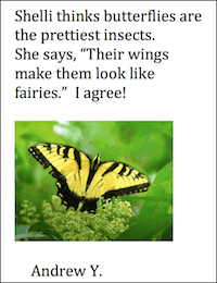 Butterflies are the prettiest insects
