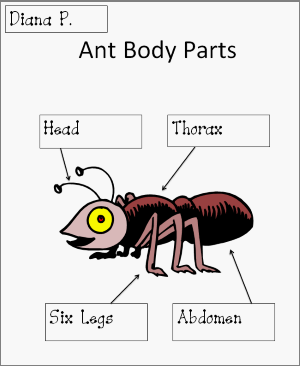 Ant Body Parts