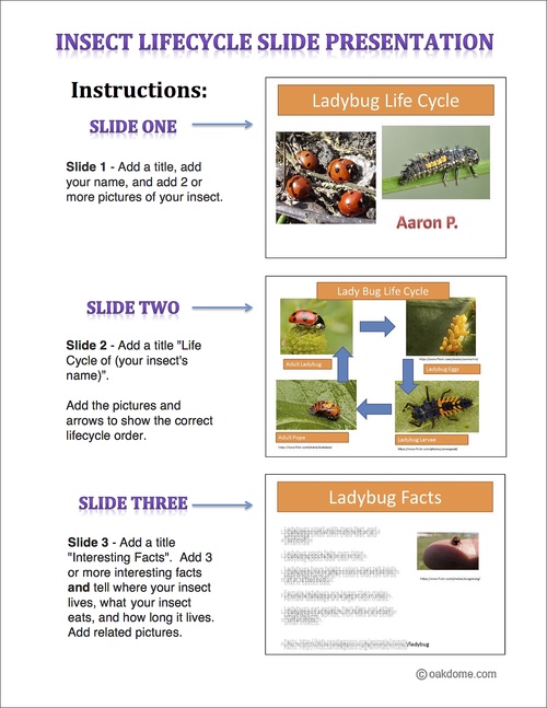 Student Instructions