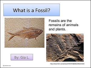 What is a Fossil?