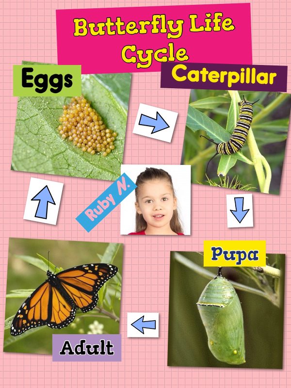 iPad Butterfly Lifecycle - Mini Poster | K-5 Computer Lab