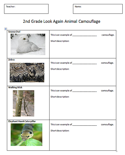 worksheet adaptations animal grade 2nd Technology K Lab Computer  Animal  5 Lessons Camouflage