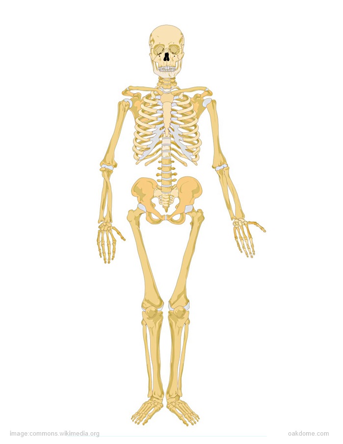 Human skeleton bones and joints sketch Royalty Free Vector