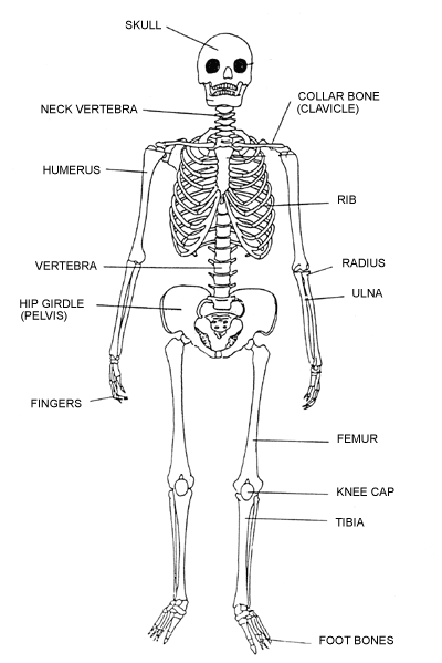 skeleton bones labeled