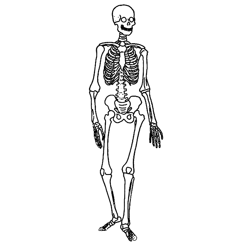 human skeletal system drawing