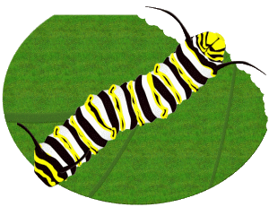 Butterfly Larva (Caterpillar)