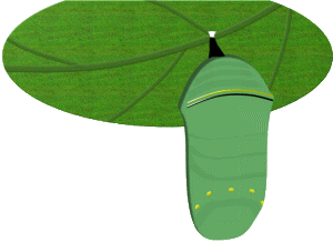 Butterfly Pupa (Chrysalis)
