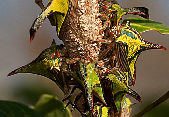 Disguise camouflage. Thornbugs