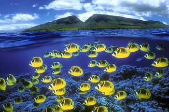 Disruptive coloraton camouflage. Fish.