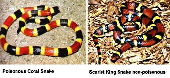 Coral Snake-Scarlet Kingsnake comparison