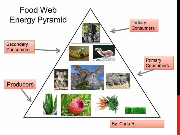 Desert Food Web Food Chain Energy Pyramid