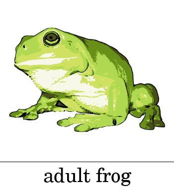 Adult Frog