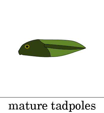 Mature Tadpoles