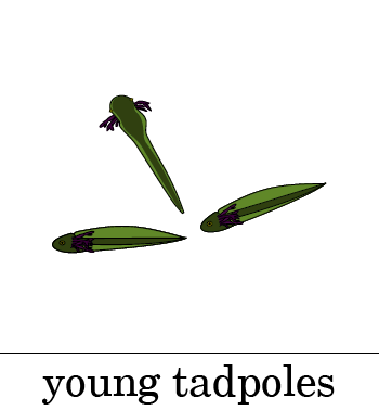 Young Tadpoles