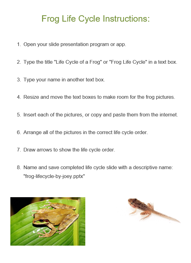 life cycle of frog essay