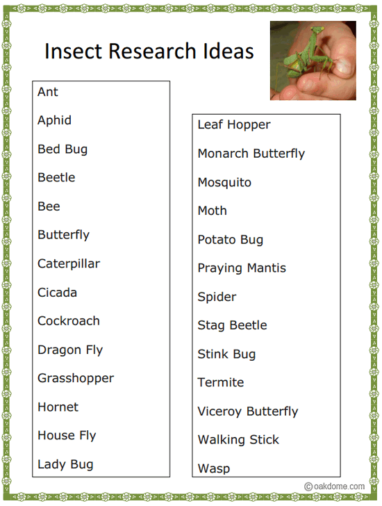 download excel sheet grade K5 Insect Lab Presentation  Lesson Lifecycle Plan  Computer