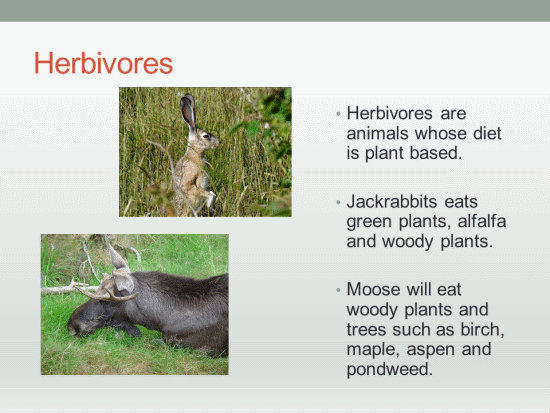 Herbivores, Carnivores, Omnivores - PowerPoint Lesson Plan | K-5 Technology  Lab