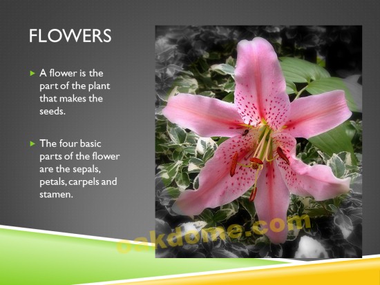 Parts of a Plant - PowerPoint Lesson Plan | K-5 Technology Lab