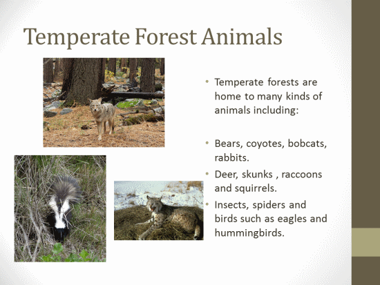 Temperate Forest Ecosystems Powerpoint Lesson Plan | K-5 Technology Lab